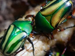Bug World Reopens at Woodland Park Zoo
