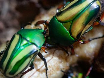 Bug World Reopens at Woodland Park Zoo
