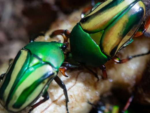 Bug World Reopens at Woodland Park Zoo