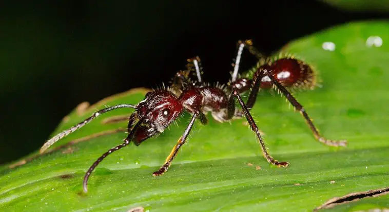 Bullet Ant