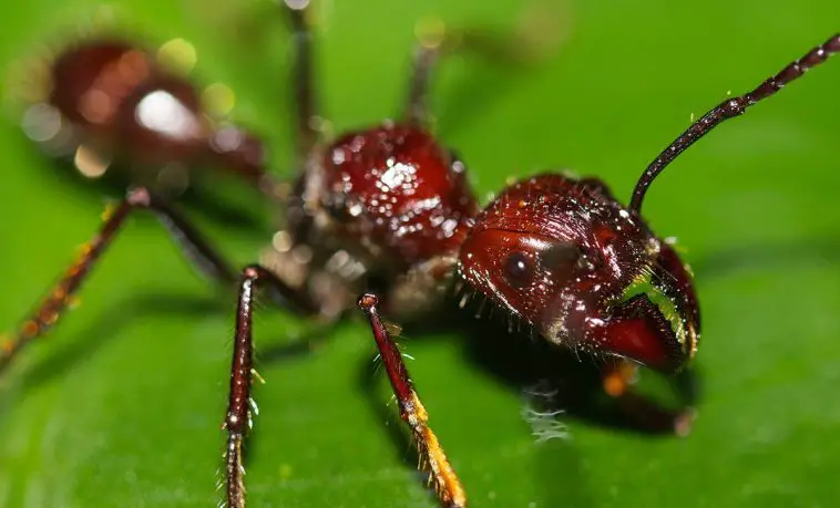 Bullet Ant