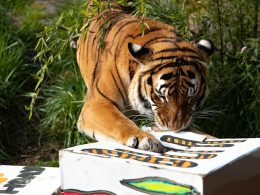 Tiger Bumi Birthday at Woodland Park Zoo