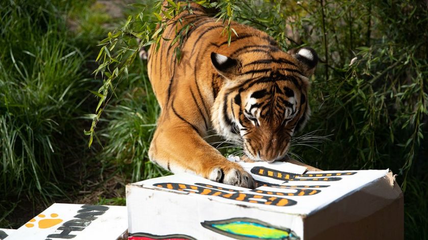 Tiger Bumi Birthday at Woodland Park Zoo