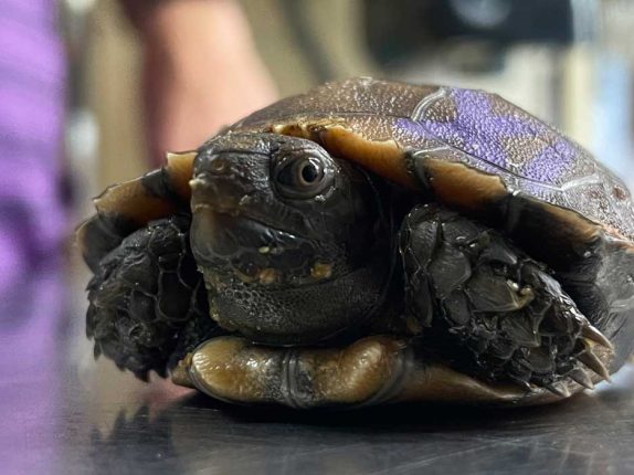 Burmese Brown Tortoise Hatchlings at San Antonio Zoo