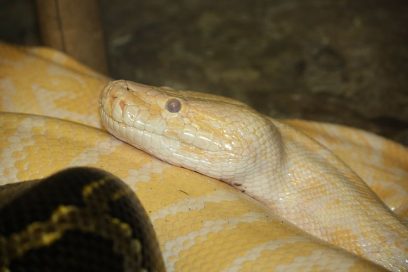 burmese python