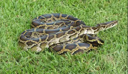 Burmese Python | The Animal Facts | Habitat, Diet, Behaviour, Breeding
