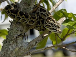 burmese python