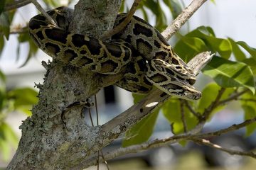 burmese python