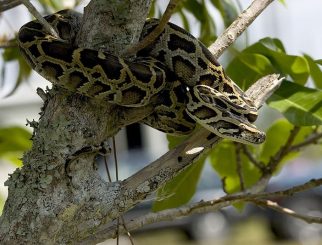 burmese python