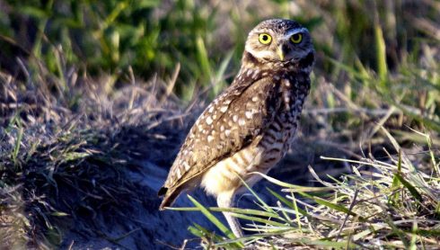 burrowing owl