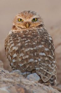 burrowing owl