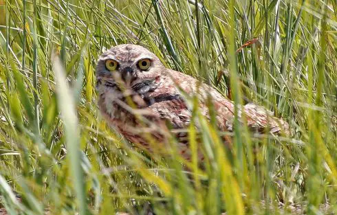 burrowing owl