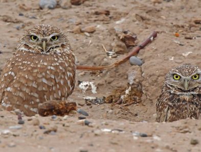 burrowing owl