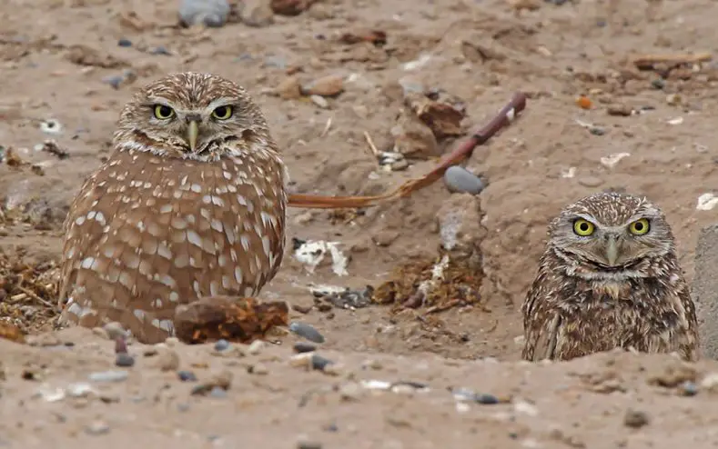 burrowing owl