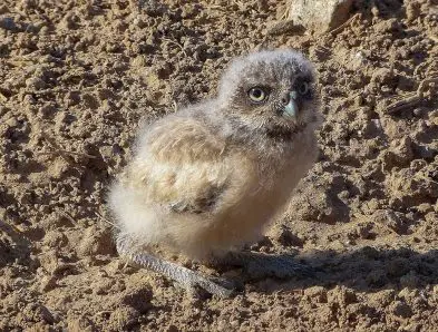 burrowing owl