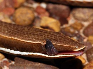 Burton's legless lizard
