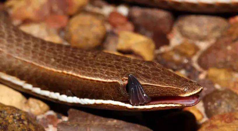 Burton's legless lizard