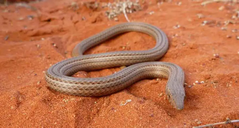Burton's legless lizard