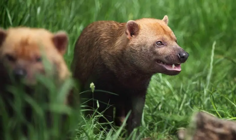 Bush Dog