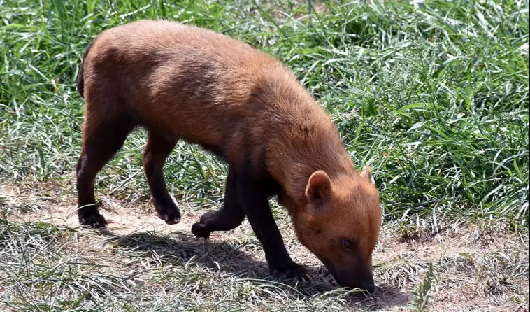 Bush Dog