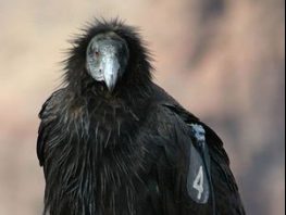 California Condor