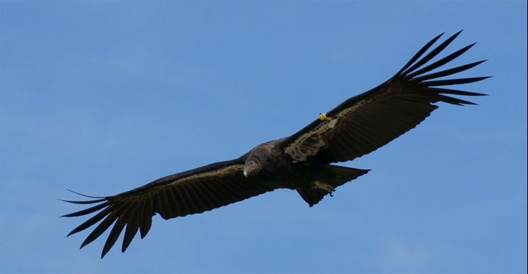 California condor