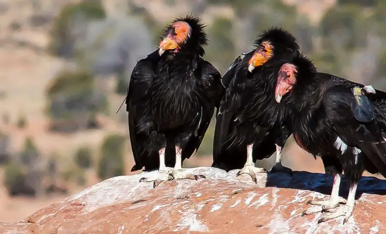 California condor