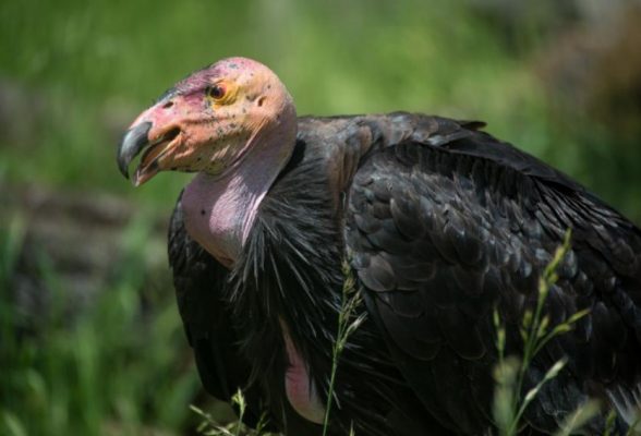 California Condor Oregon 1