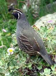 California Quail