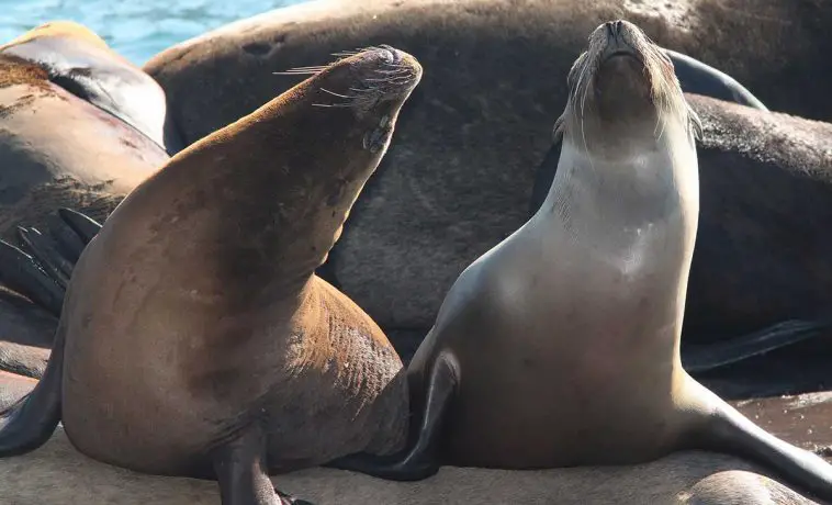 California Sea Lion
