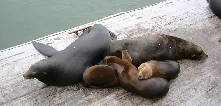 California Sea Lion