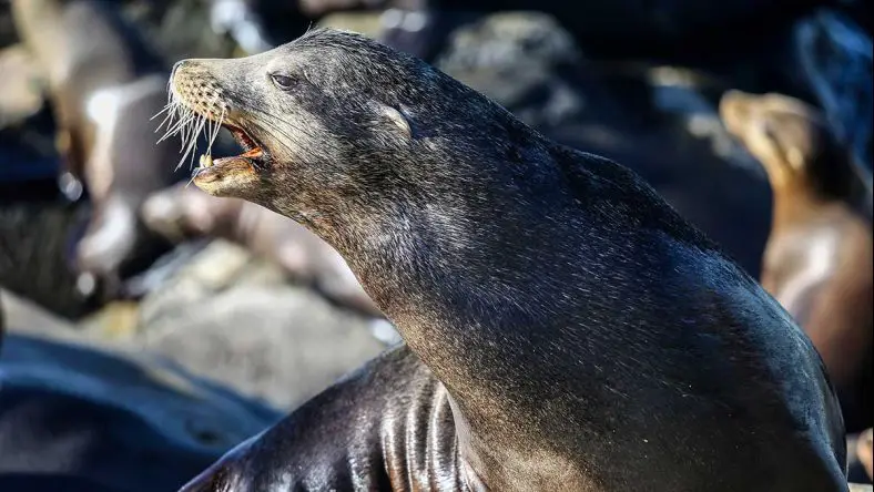 California Sea Lion