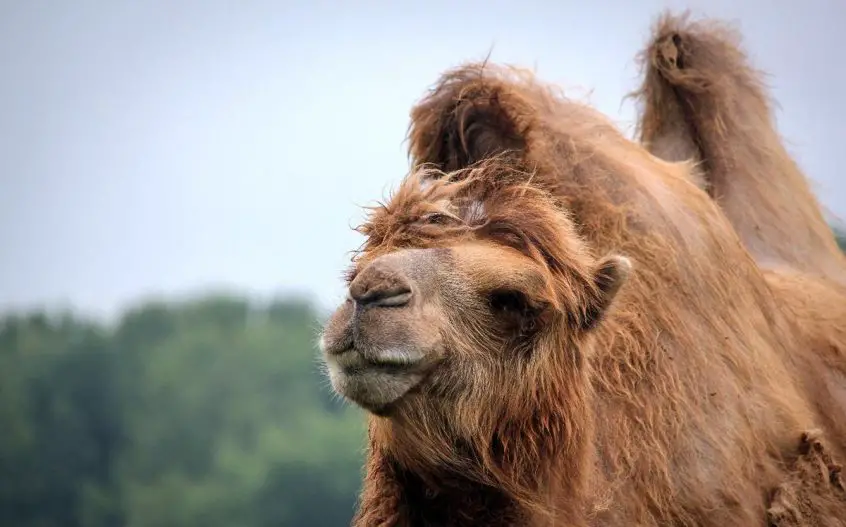 camels
