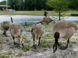 canada goose