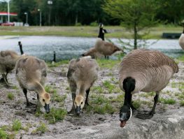 canada goose