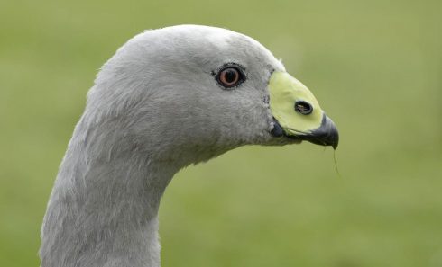 Cape Barren Goose
