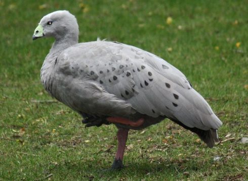 Cape Barren Goose