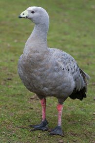 Cape Barren Goose