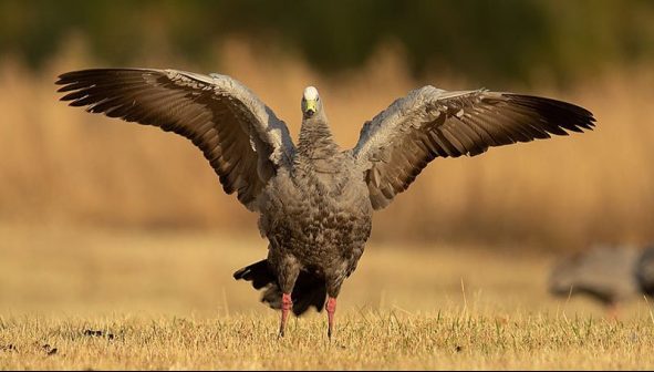 Cape Barren Goose