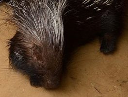 Cape Porcupine