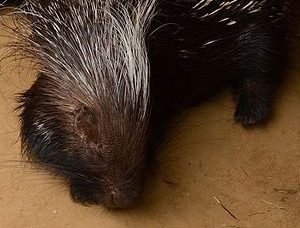 Cape Porcupine