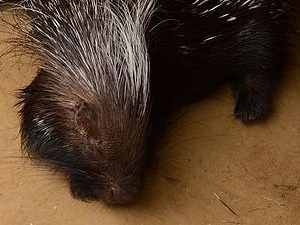 Cape Porcupine