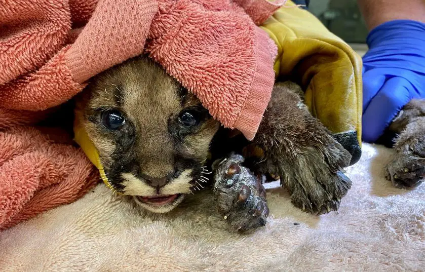 rescued mountain lion cubs oakland zoo