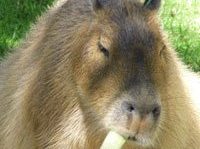 capybara