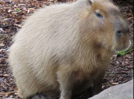 capybara