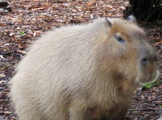 capybara