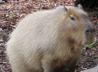 capybara