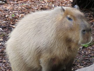 capybara