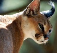 caracal