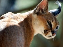 caracal